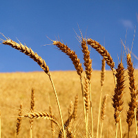 grains2