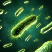 gut-flora