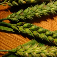 wheat