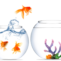 transition-to-paleo