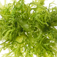 seaweed