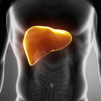 Human liver