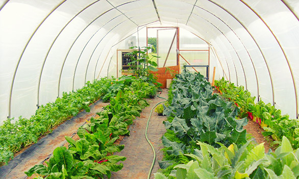 This Is The Smell Lessons From An Organic Farm Paleo Leap One Of The Greenhouses