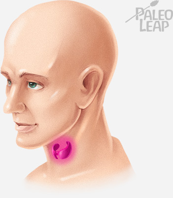 The thyroid
