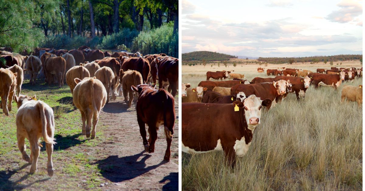 The Importance of Grass-fed Beef