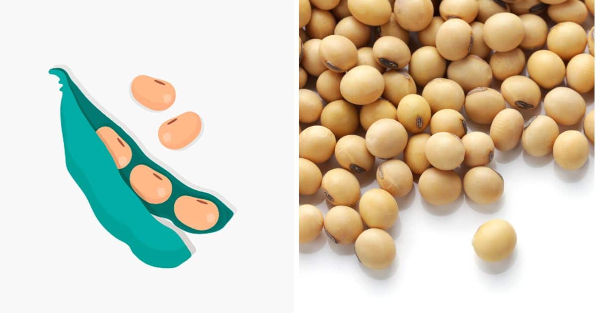 Soy: Types, Benefits, And Nutrition