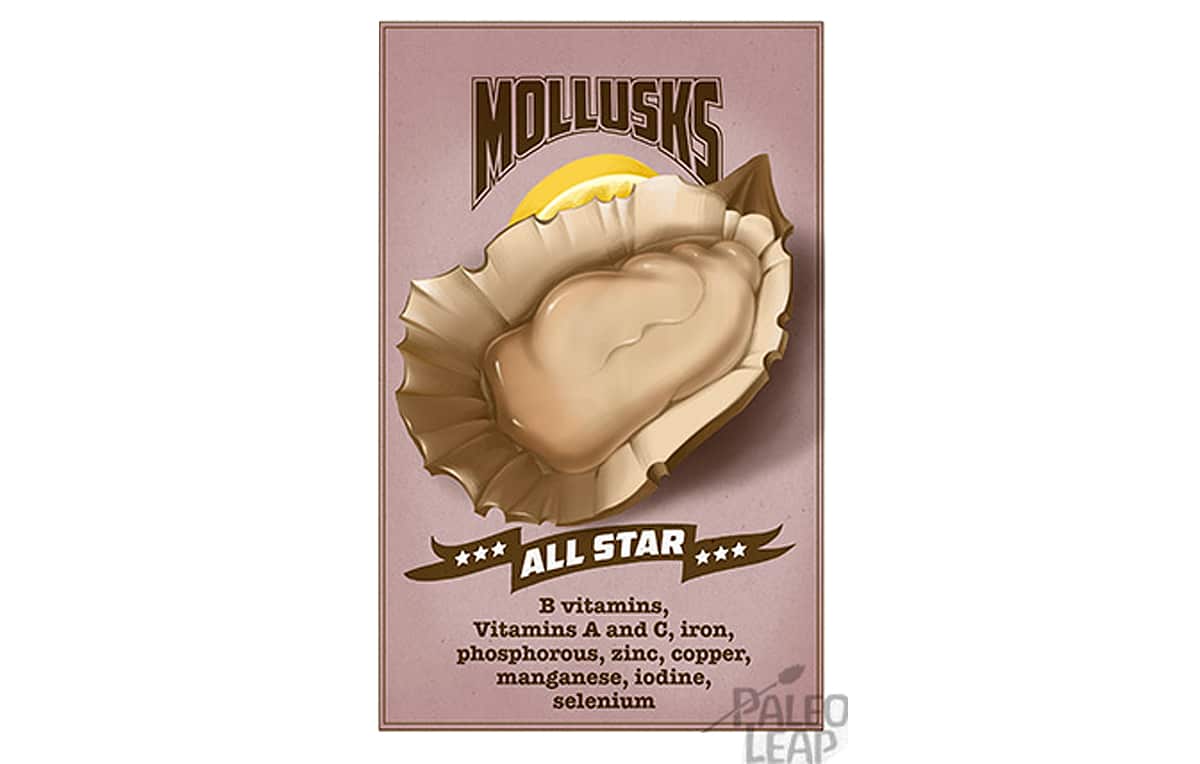 mollusk