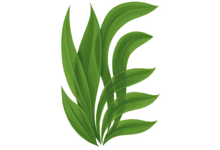 Diet and HypERthyroidism Paleo Leap