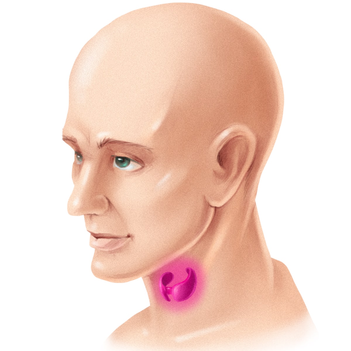 paleo thyroidgland main