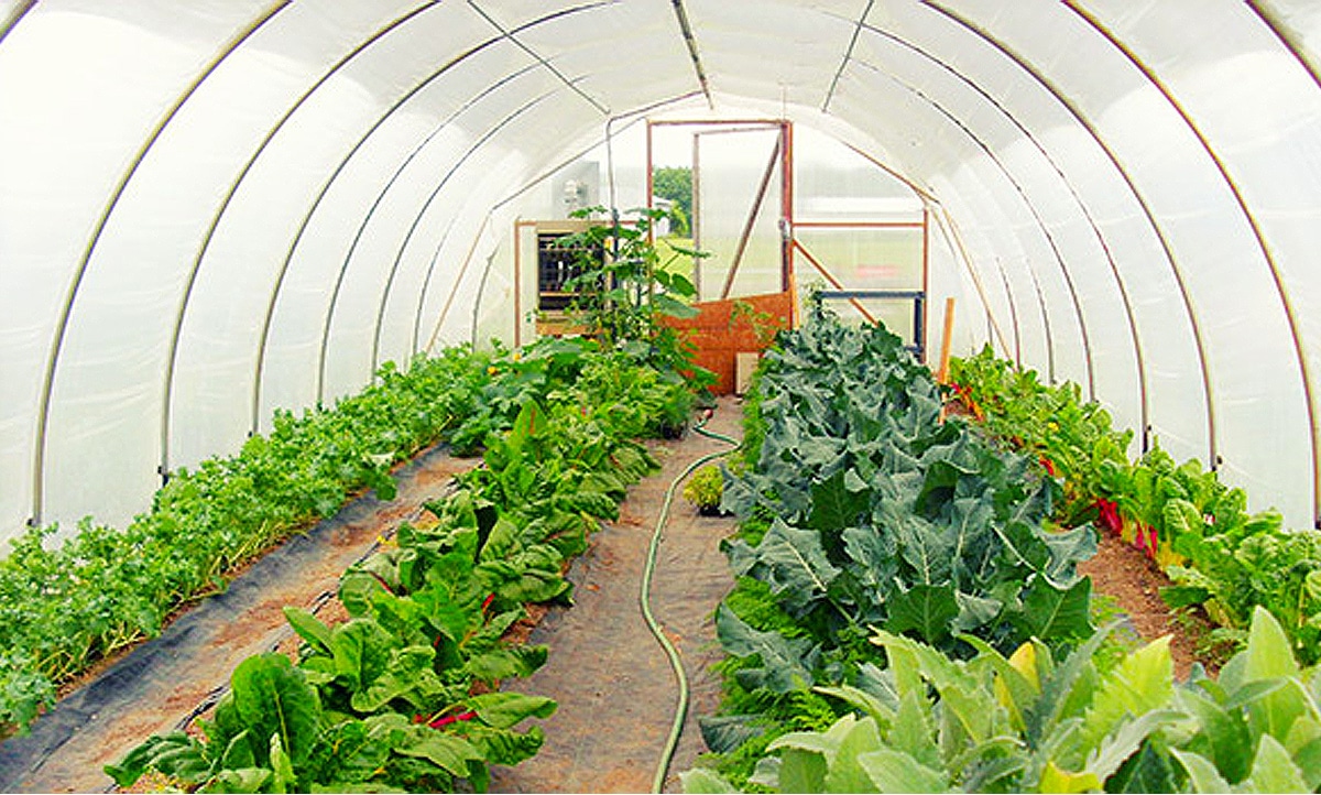 greenhouse