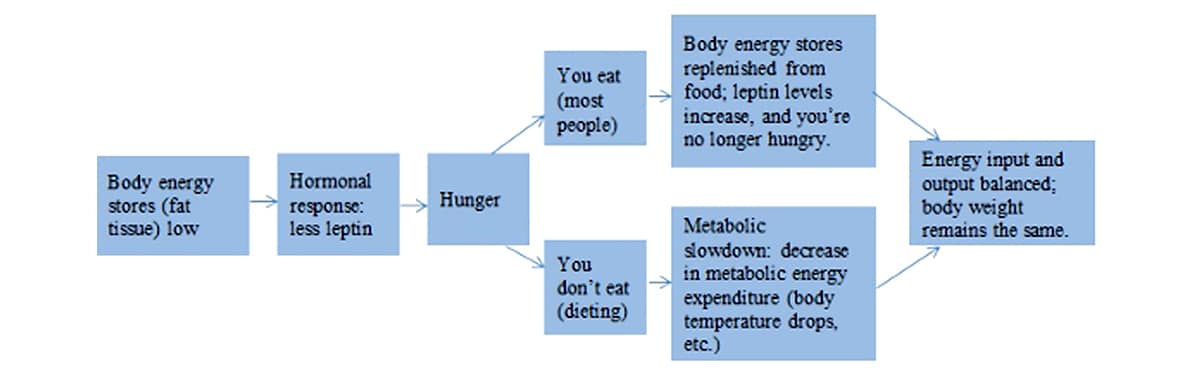 adipostat hypothesis