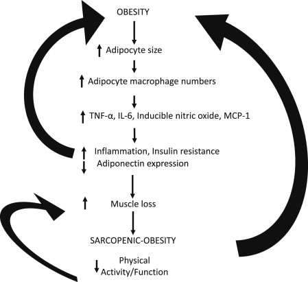 Diagram of sarcopenic obesity