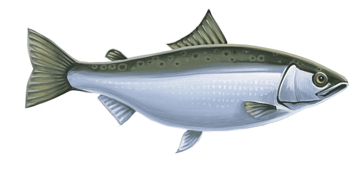 Fish Paleo