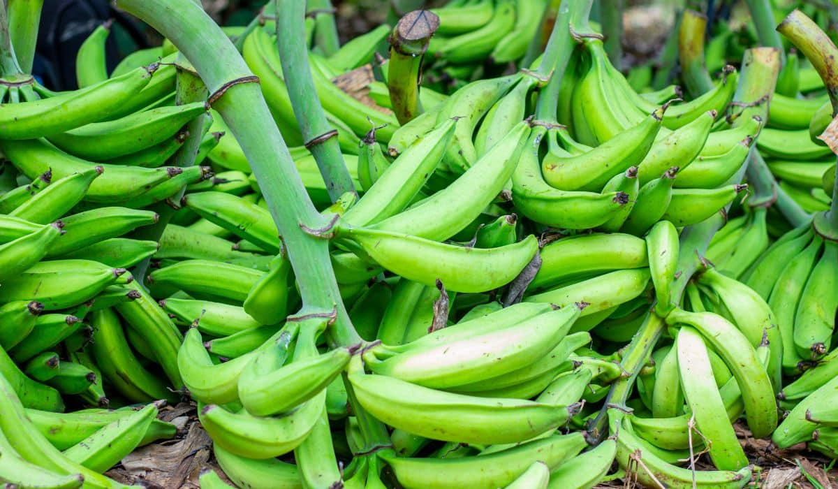 Green Plantain