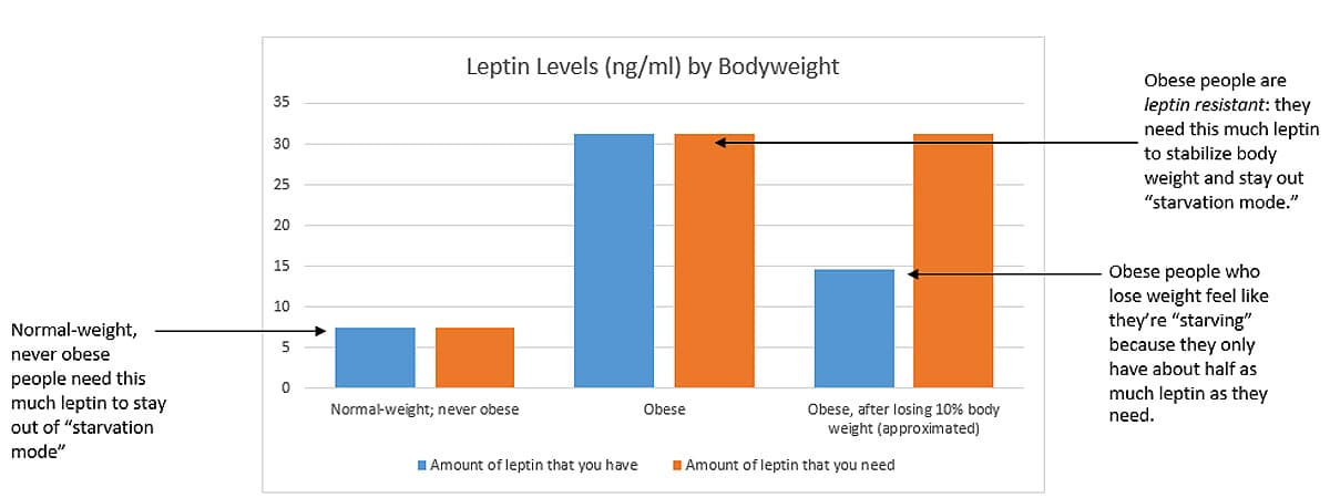 Leptin chart