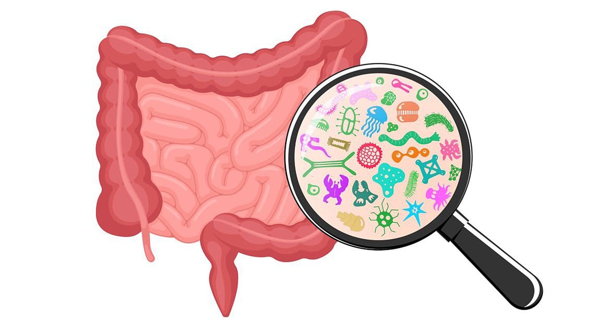 Gut Flora