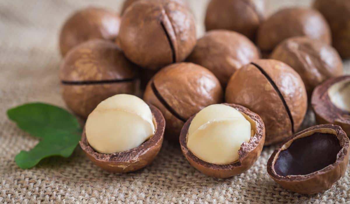 Macadamia Nuts