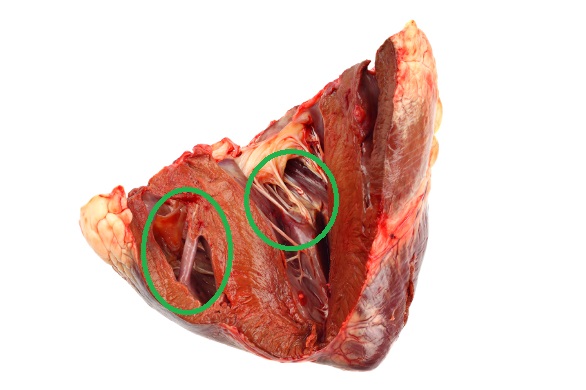 This is an untrimmed heart. If you see anything like the stringy parts circled in green, cut it off.
