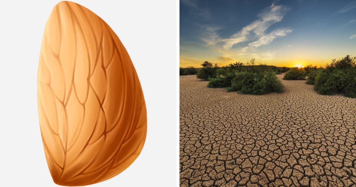 Almonds Killing The Environment