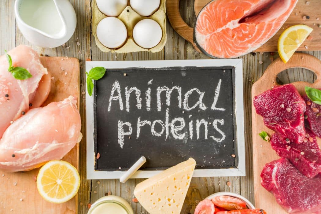 animal protein