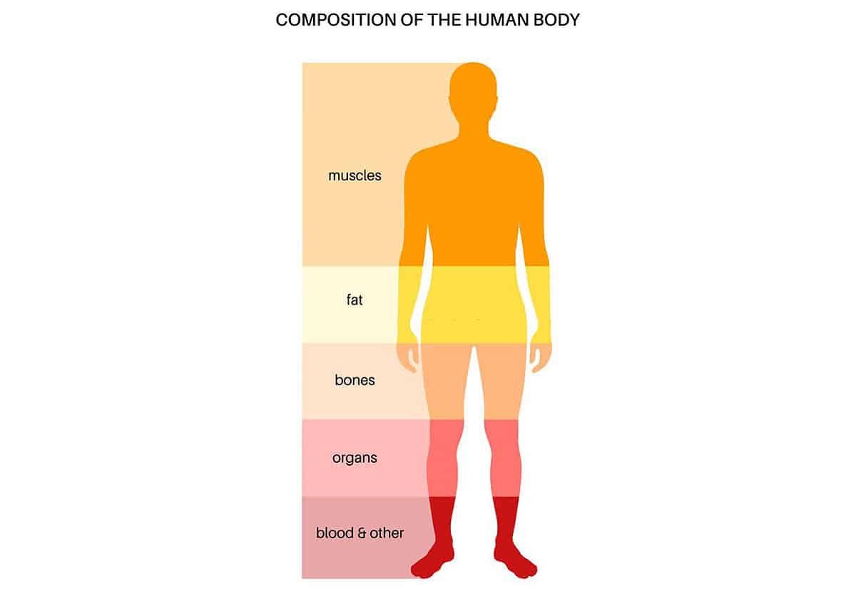 Body Fat Percentage