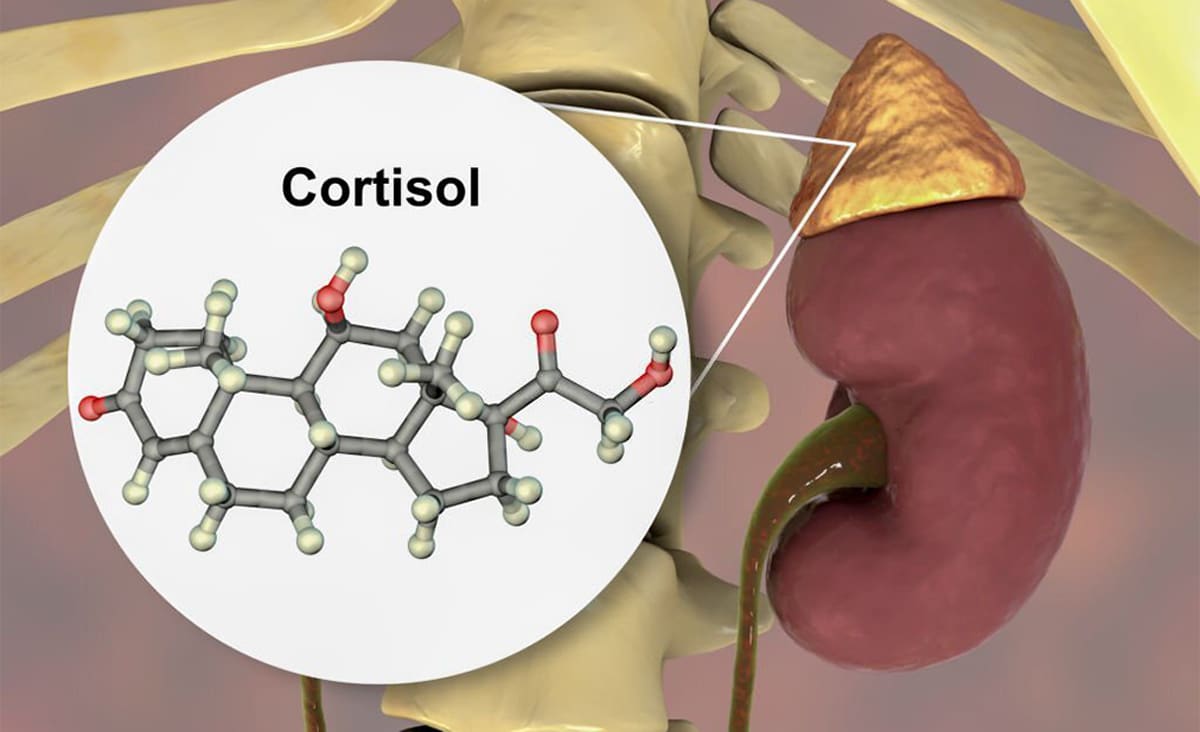 Cortisol