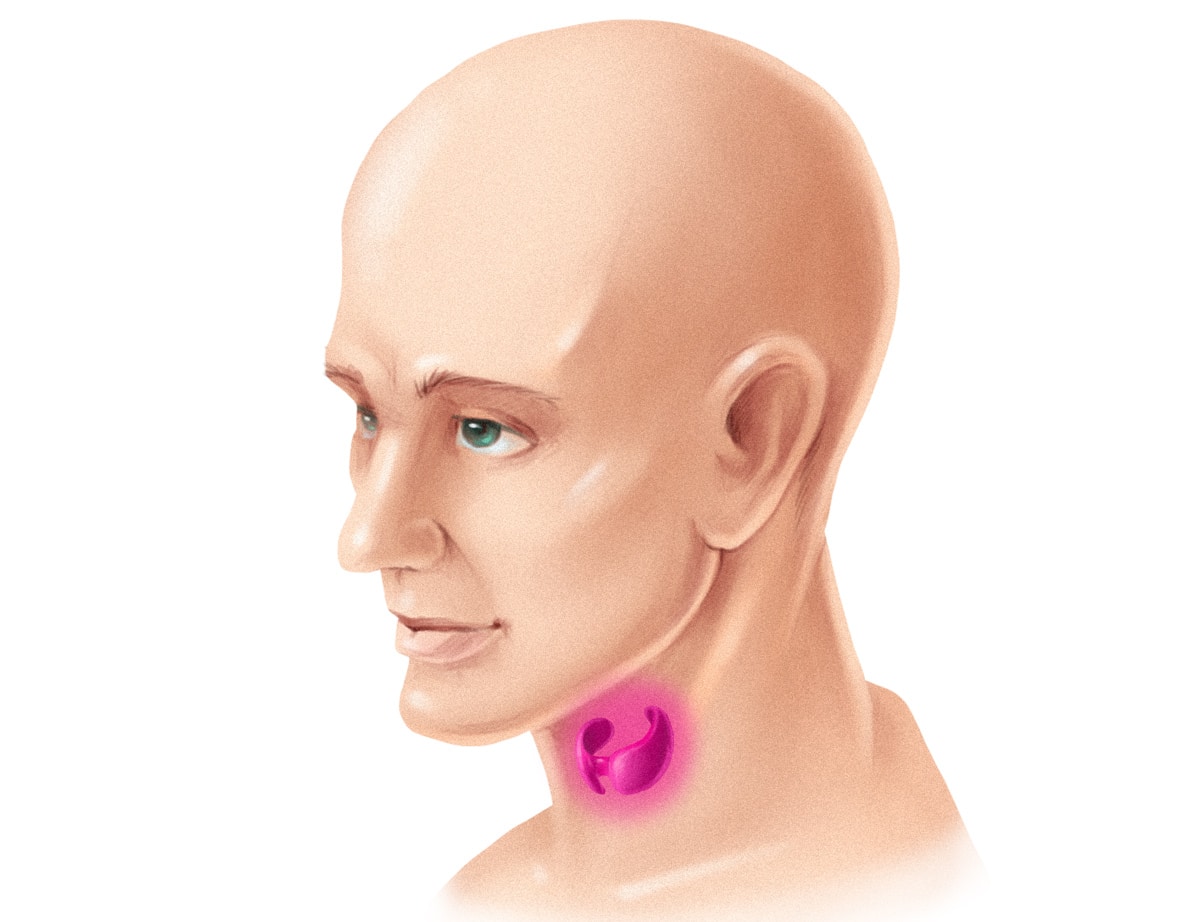 paleo ThyroidGland