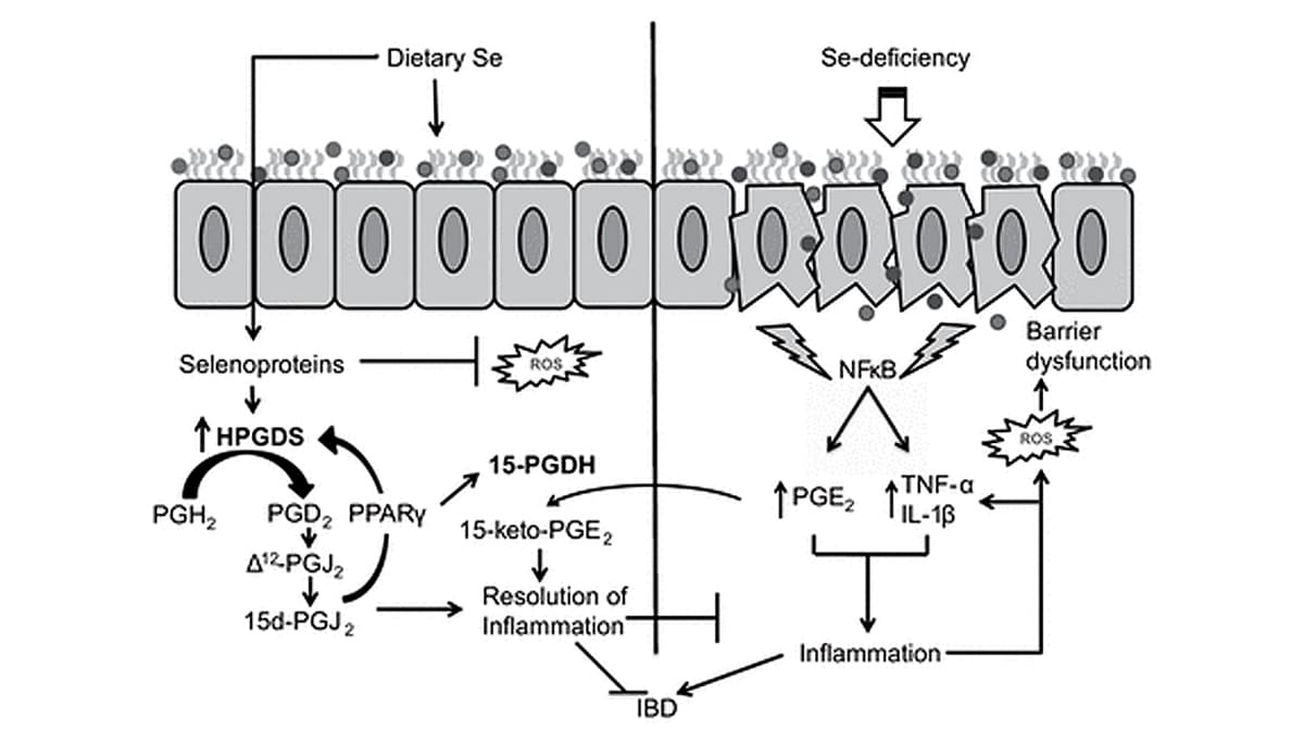 selenium