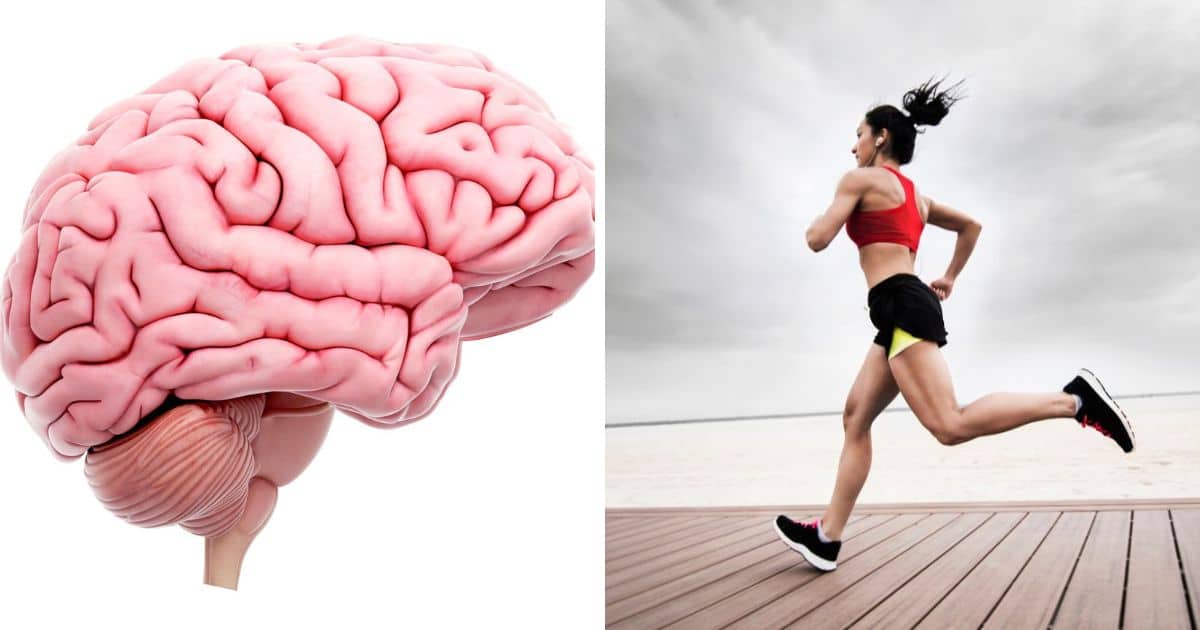 Exercise and Brain Health in Aging | Paleo Leap