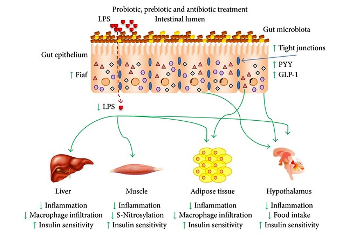 gut modulation 1