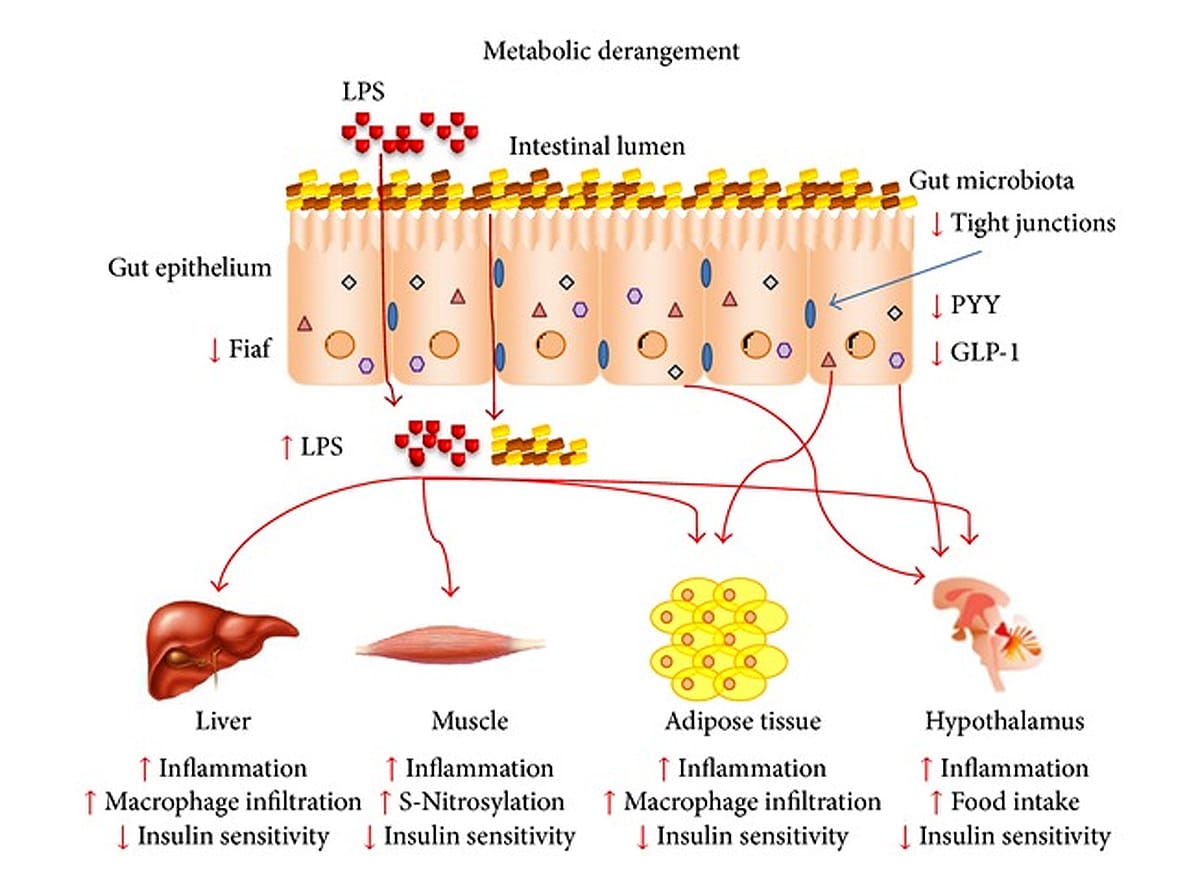 gut modulation