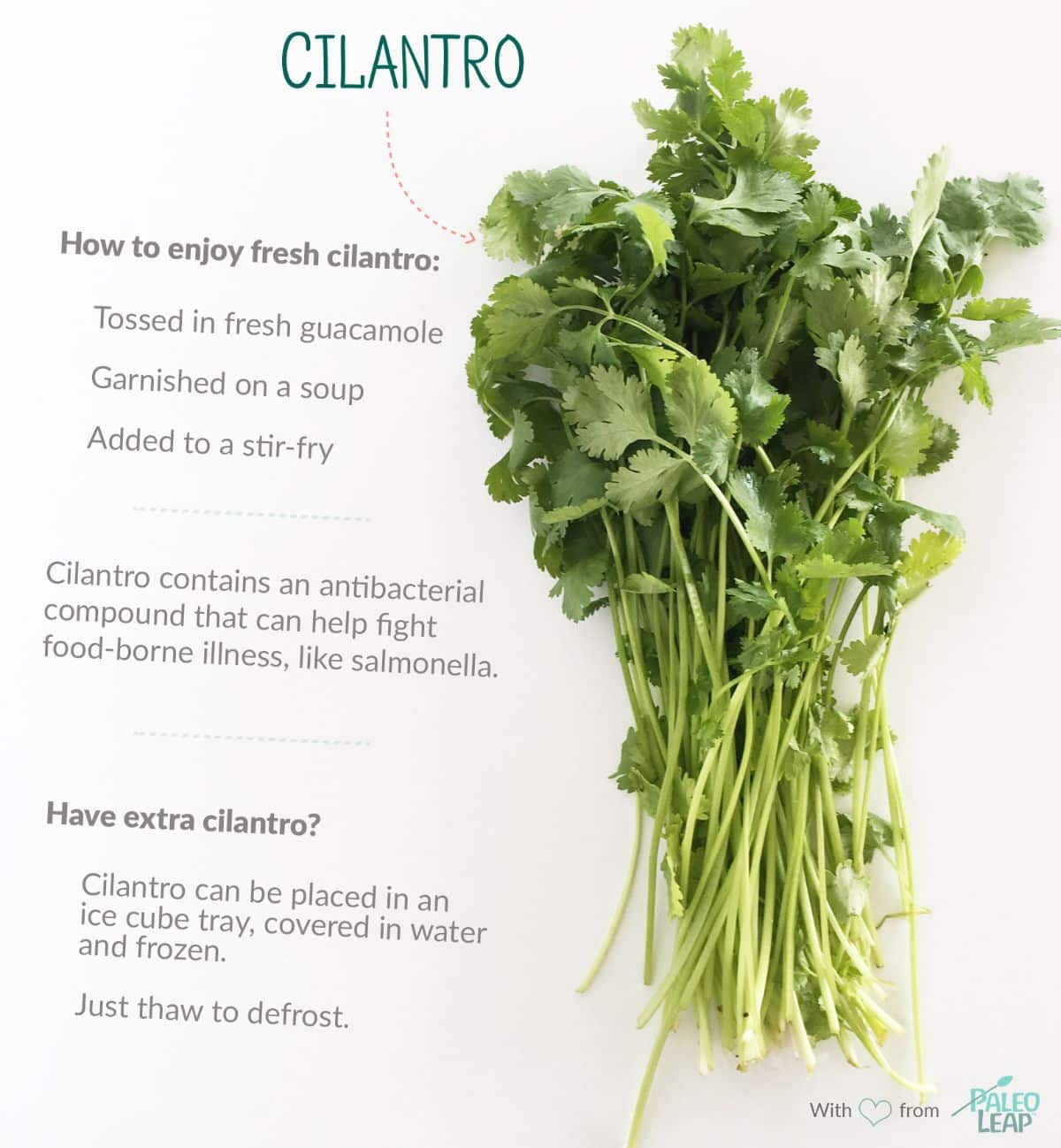 completed cilantro