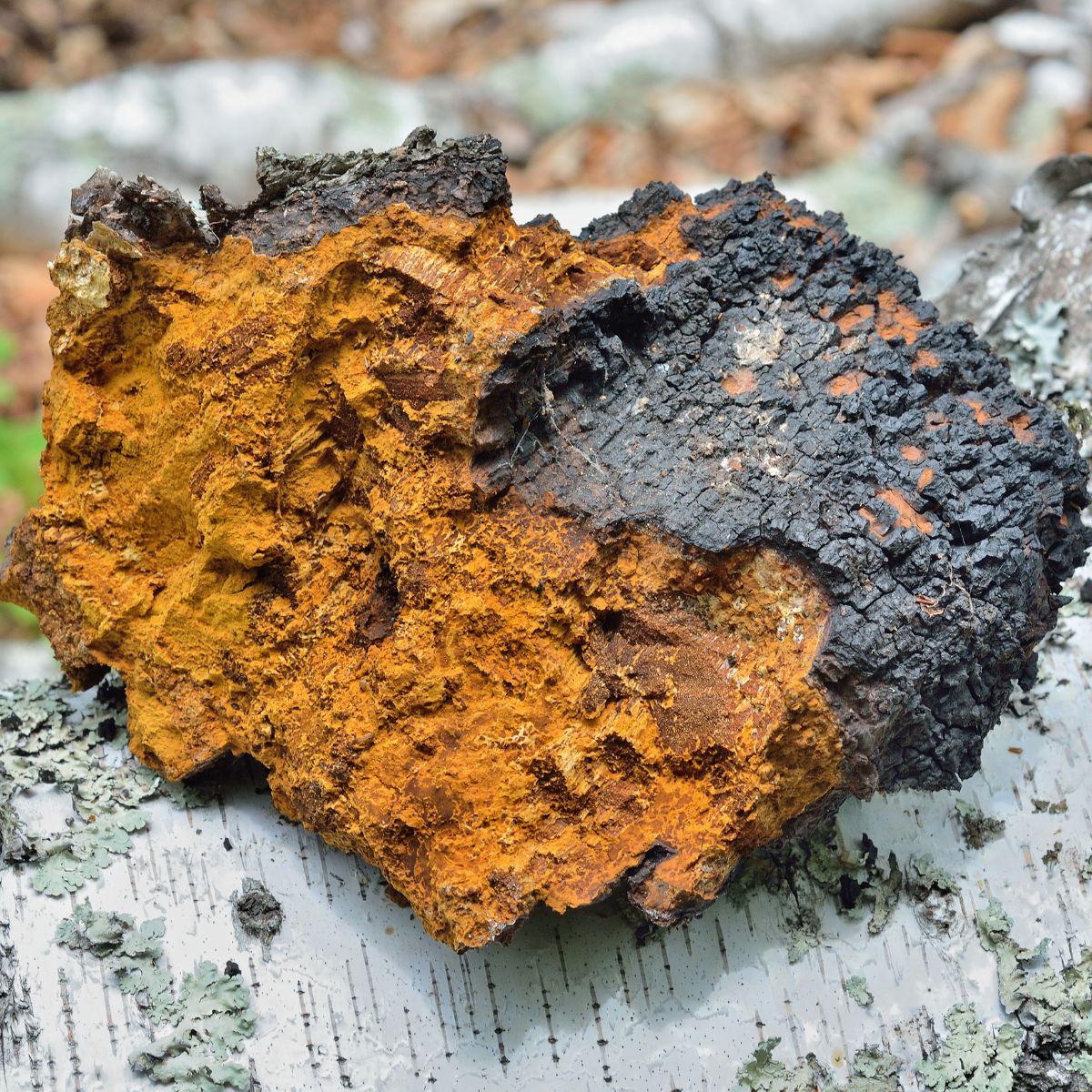 Chaga mushroom harvested on a log.