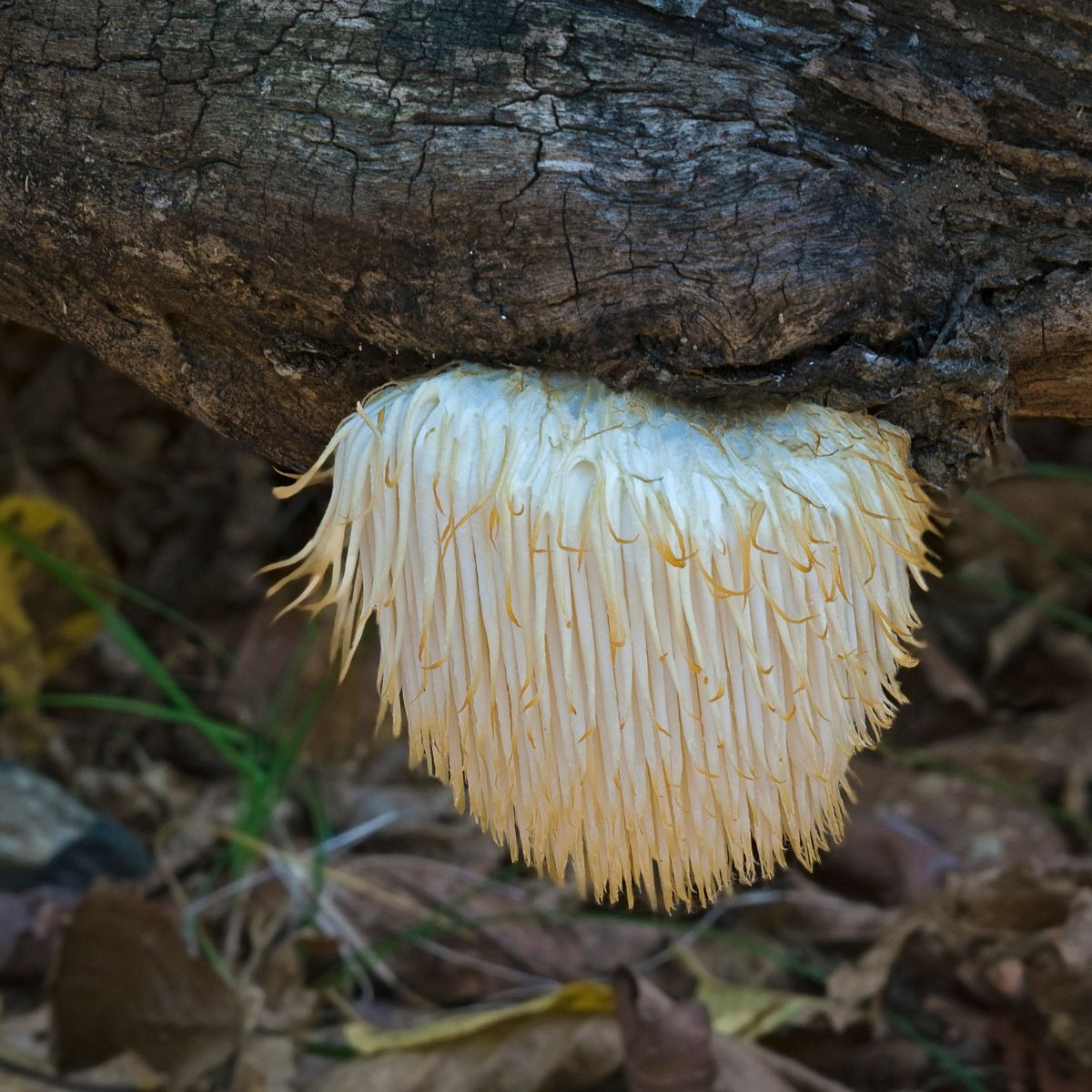 Lion's mane mushroom growing on a tree.