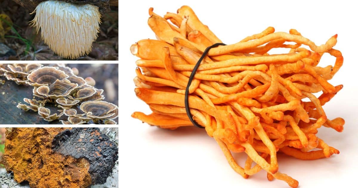 Mushrooms collage showing the chaga,lions mane, cordyceps.