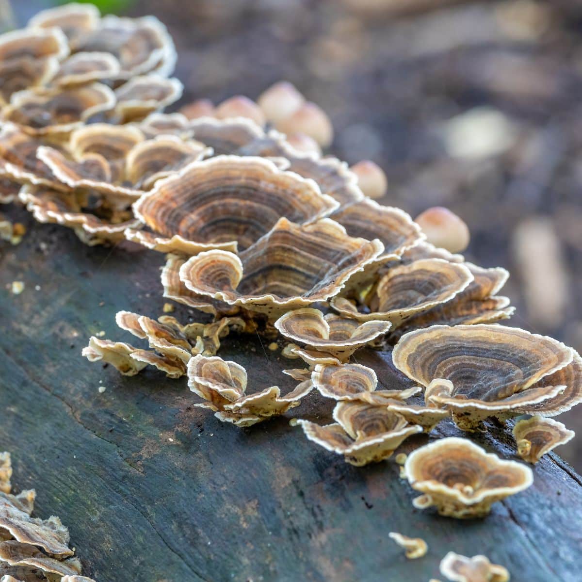 Turkey tail mushroom growing.