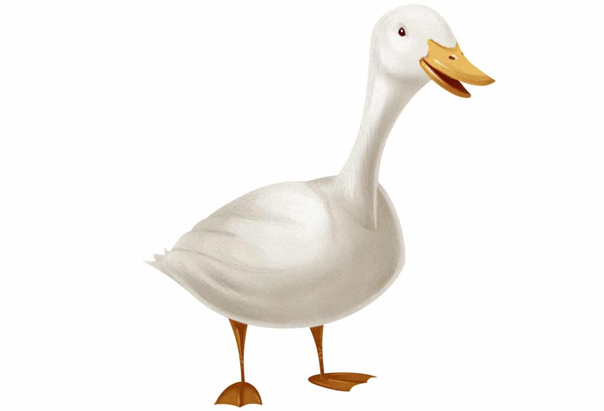 paleo duck